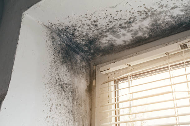 Affordable Mold Cleanup solutions in Keasbey, NJ